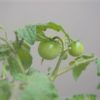 ペットボトルで育てるプチトマト『グリーントイ』の間引きした芽を、鉢植えに植えたら…